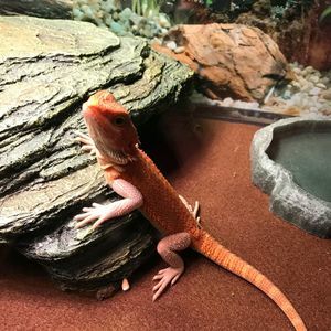 Meet your Posher, Rita